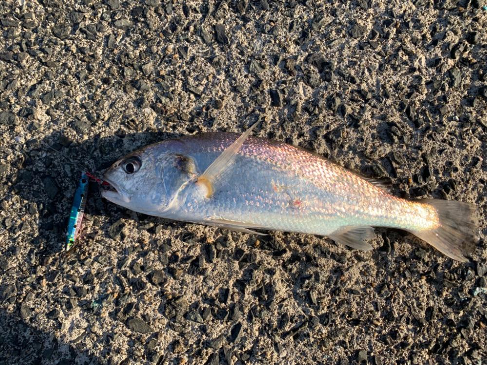 晩秋朝マヅメ釣行