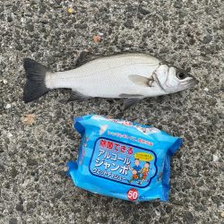 アジ飲ませ釣り🎣でセイゴ