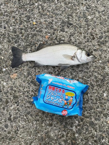 アジ飲ませ釣り🎣でセイゴ