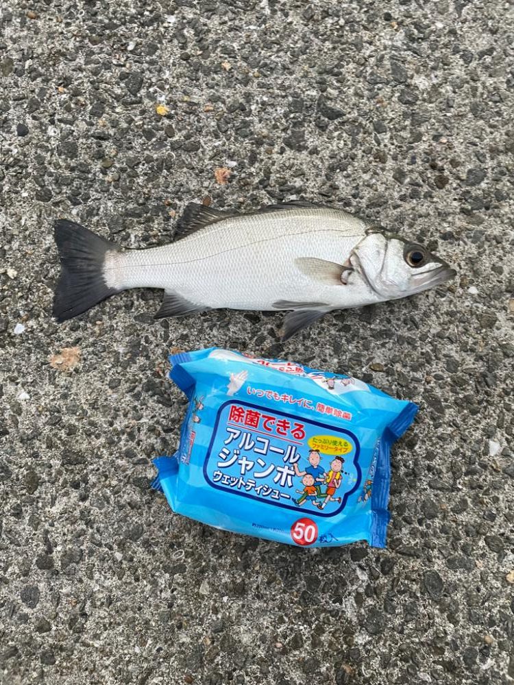 アジ飲ませ釣り🎣でセイゴ