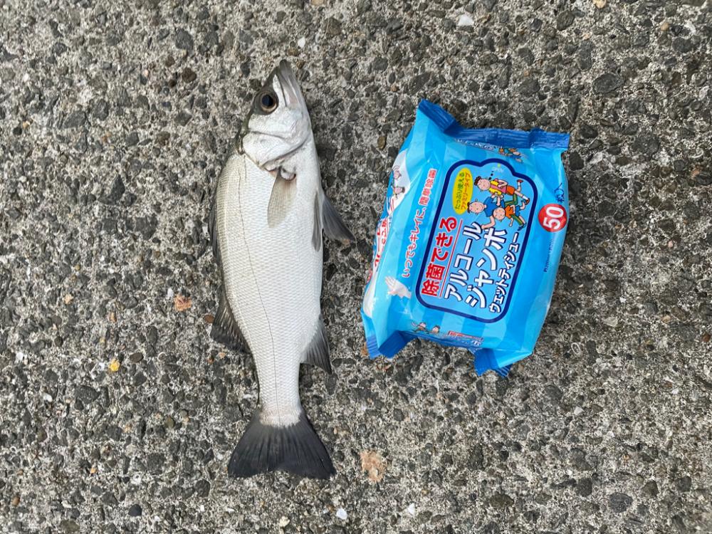 アジ飲ませ釣り🎣でセイゴ