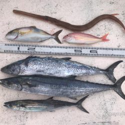 11/5 伊島沖ジギング