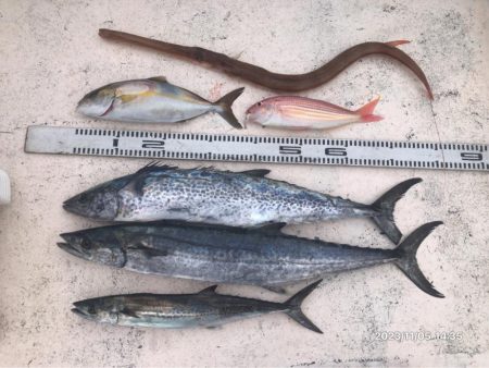 11/5 伊島沖ジギング