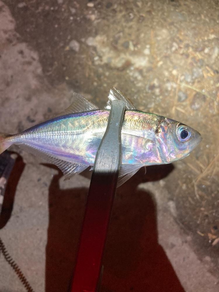 南港爆風アジング