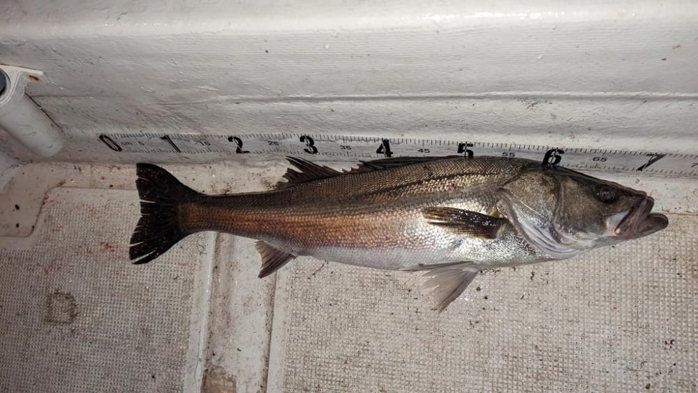 ボートシーバス