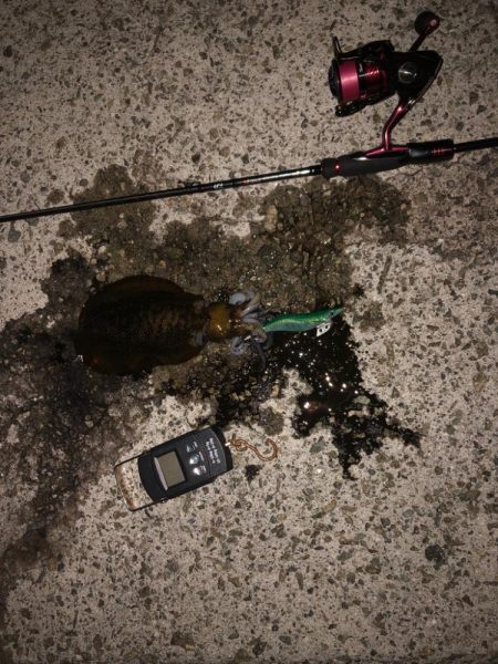 【淡路島】アオリイカ探し