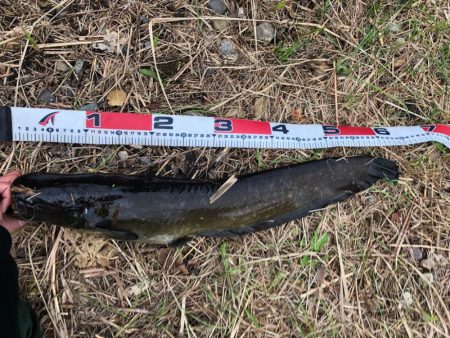 今日もナマズ釣り