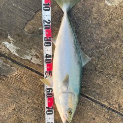 やっと来ました♪