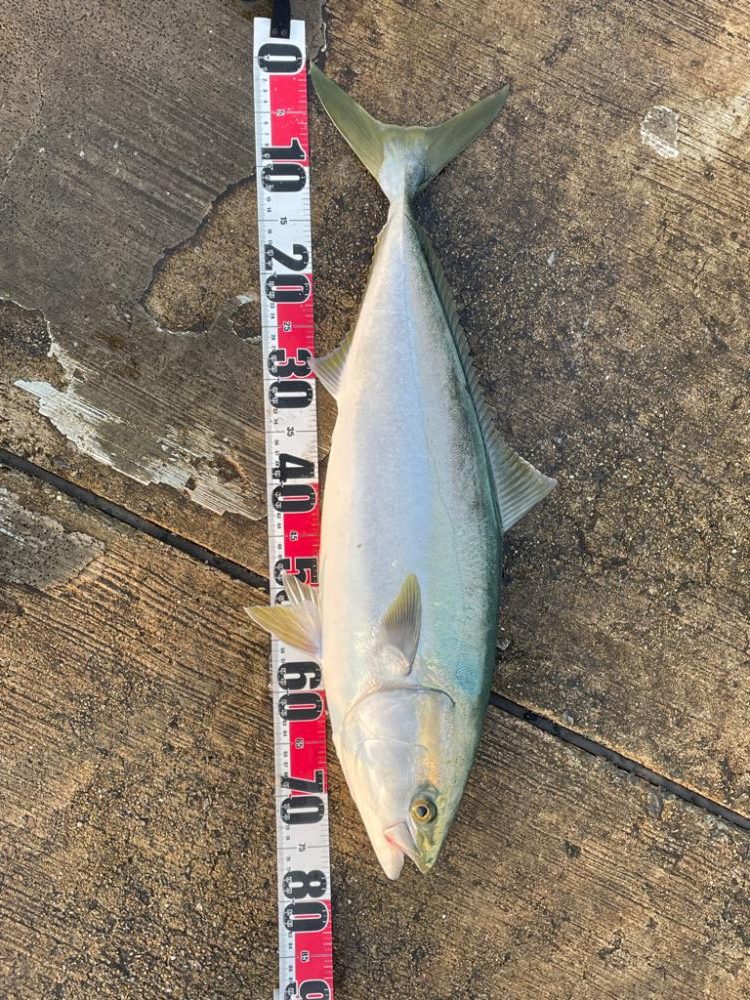 やっと来ました♪