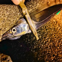 タチウオまだいけるか？？