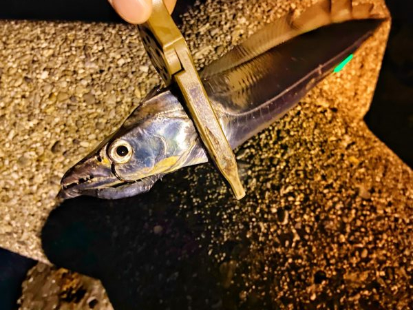 タチウオまだいけるか？？