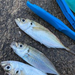 デカあじ到来！