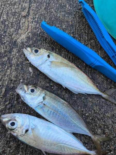 デカあじ到来！