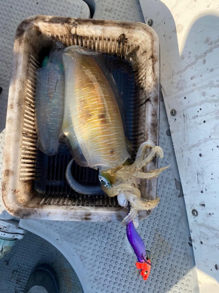 日本海ティップラン