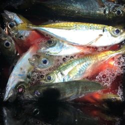 花火翌日のアジング