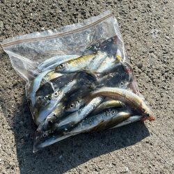 嫁さんと釣り|小物が大漁！