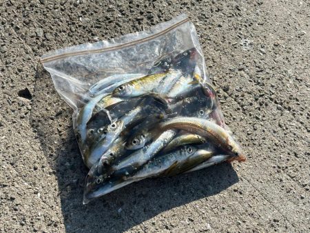 嫁さんと釣り|小物が大漁！