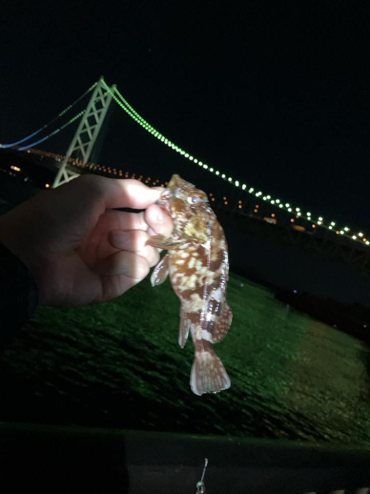 ボウズ逃れ➕イソメ🟰ガシラ