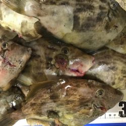 デカカワハギ祭り！