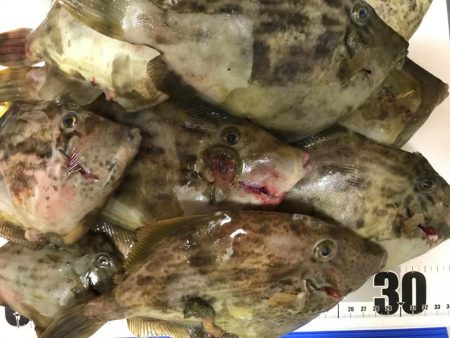 デカカワハギ祭り！