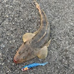 こちらでまたまごち