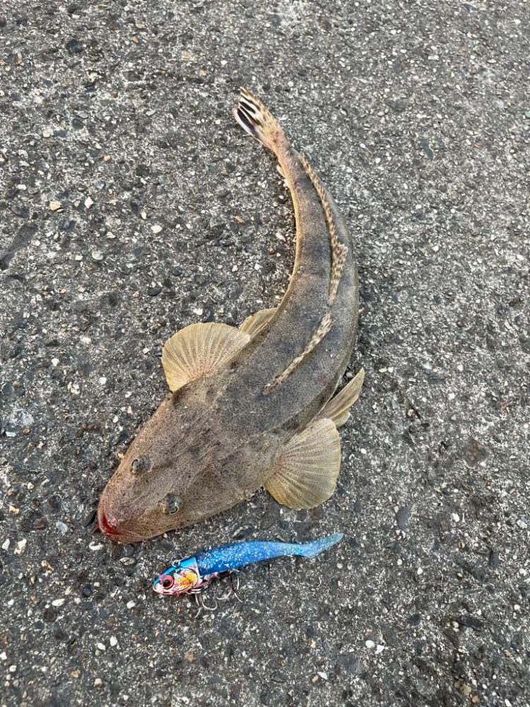 こちらでまたまごち