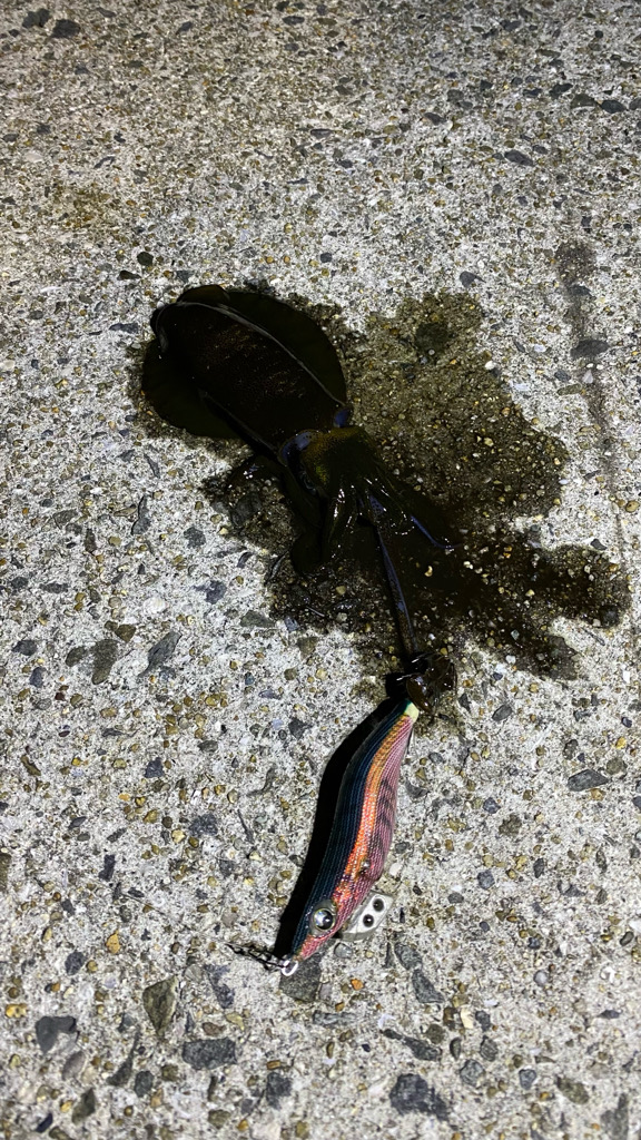 和歌山エギング