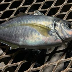 アジングナイトで！