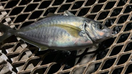 アジングナイトで！