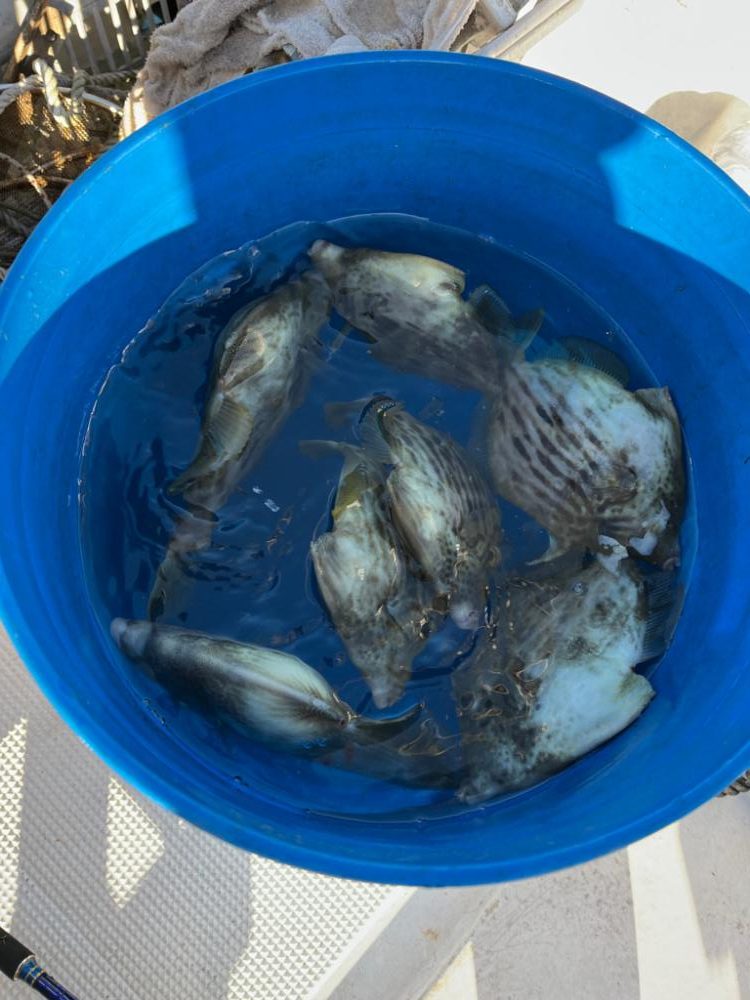 カワハギと真鯛