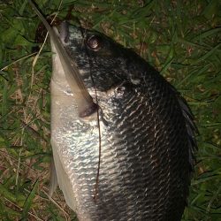 淀川のチニング