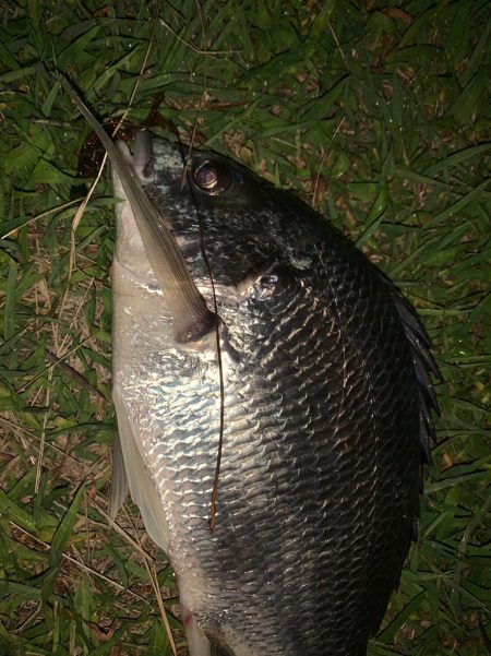 淀川のチニング