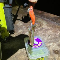 ヒイカ釣り🎣ミミイカも釣れた(^^)