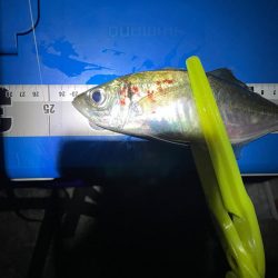 アジ狙いの釣り