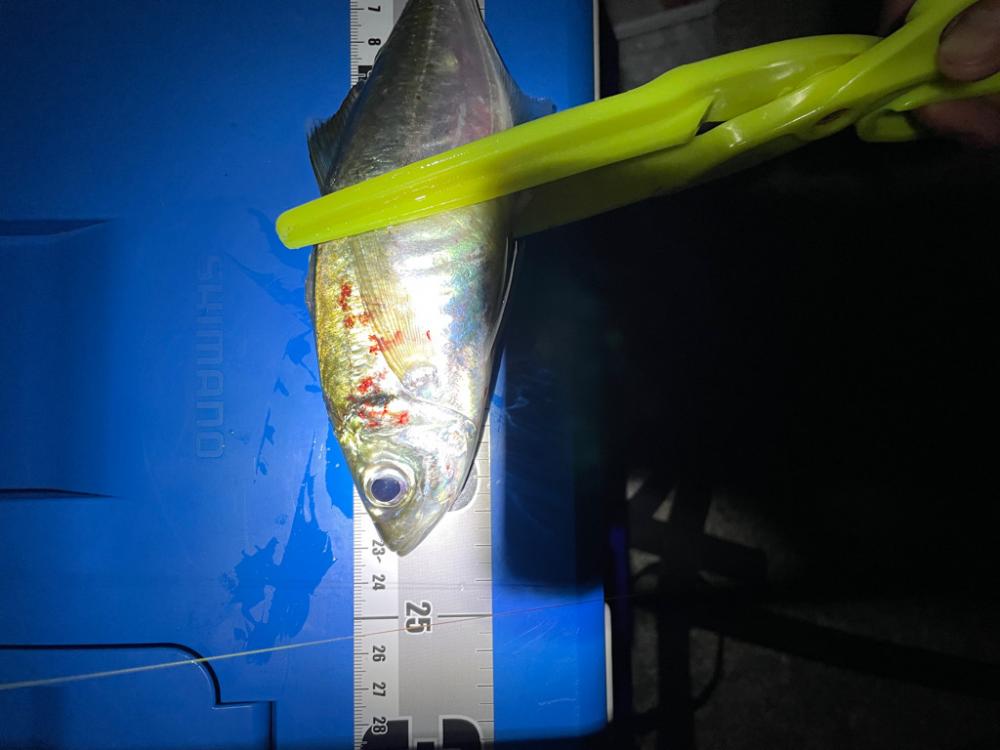 アジ狙いの釣り