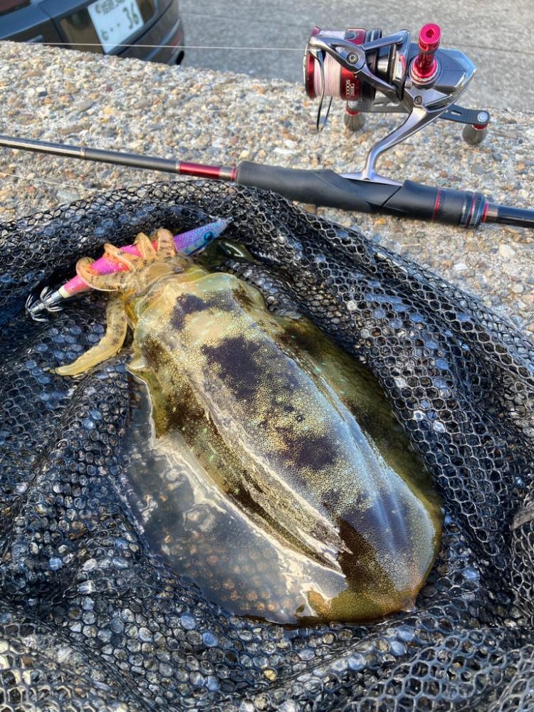 デイエギング　サイズも中々(^｡^)