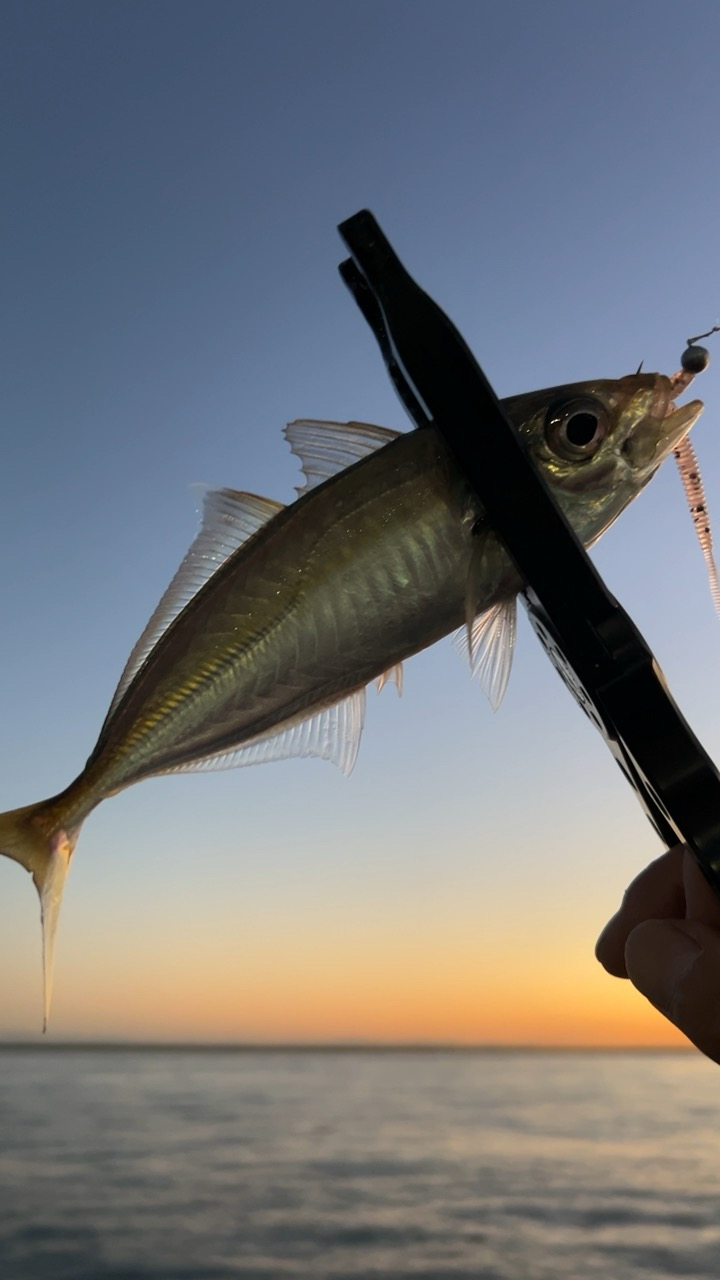 デイアジング♪