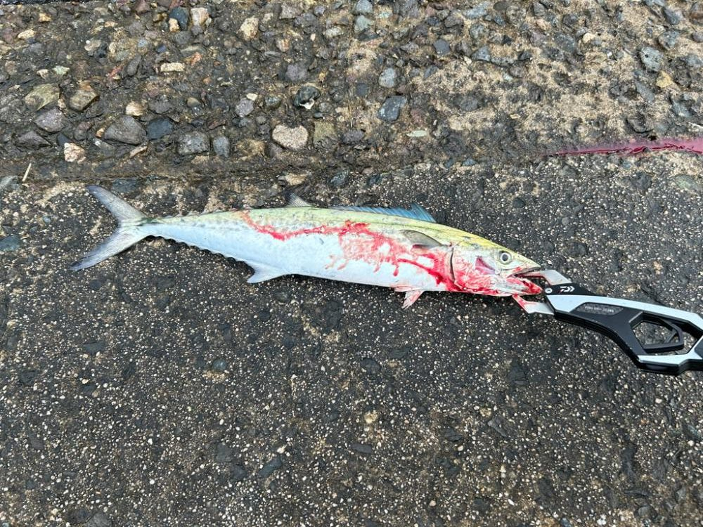 境水道でサゴシ