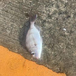 子供達とサビキ