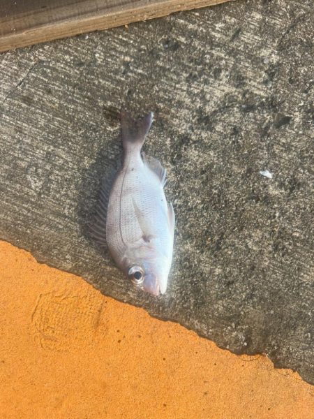 子供達とサビキ