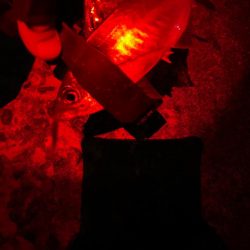 ナイトアジング