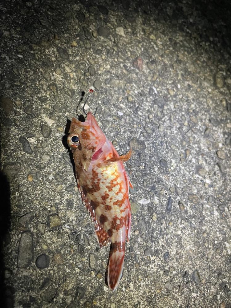 サイズアップを狙ってまたアジ釣りに行きました