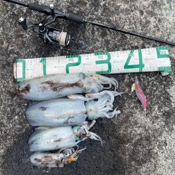 2023 佐渡ヶ島エギング 60回目【11月26日】