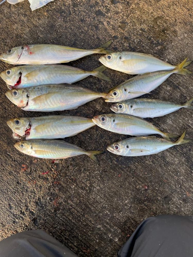 今日も柴山港でアジング