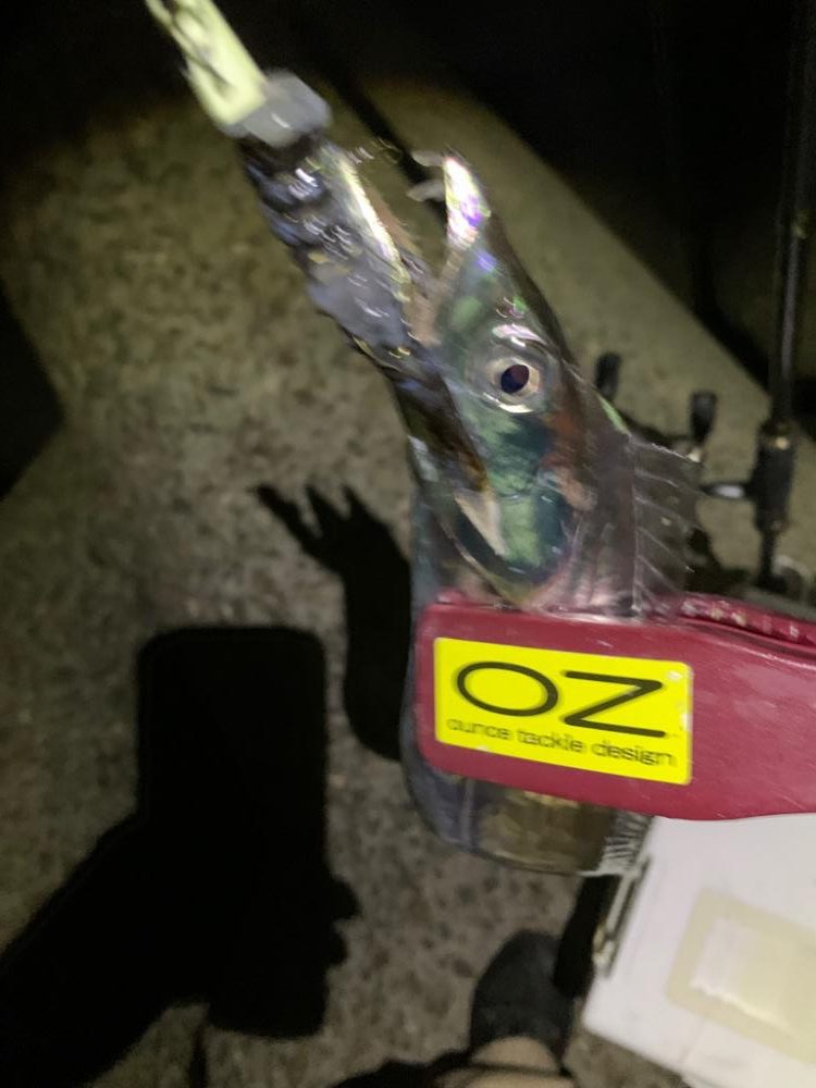 今日もタチウオ！