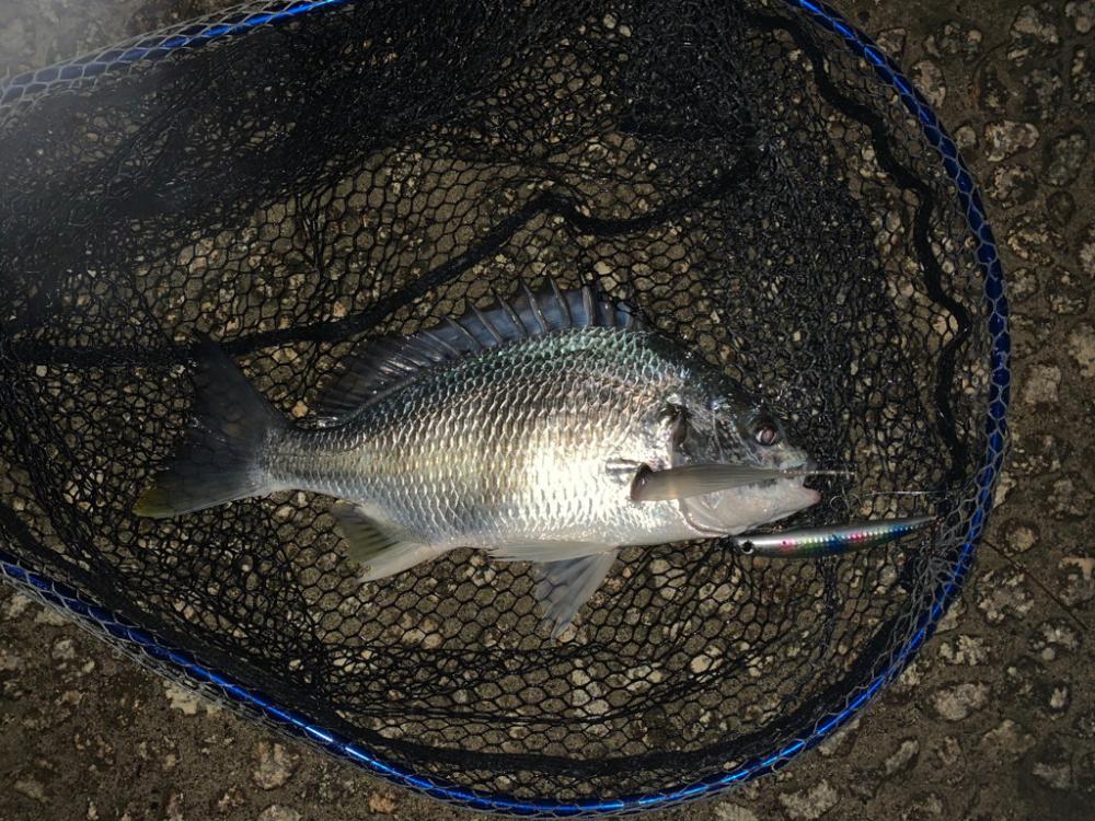 朝マヅメキビレ