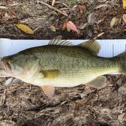 スピナーベイトで55cm