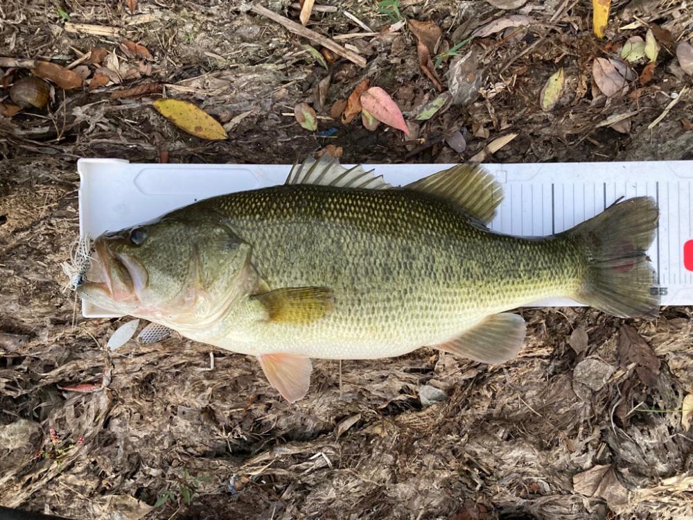 スピナーベイトで55cm