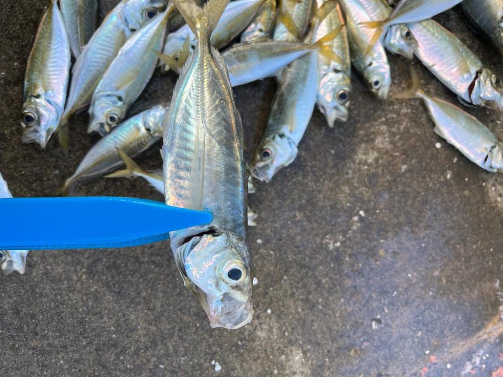 大アジ釣れました