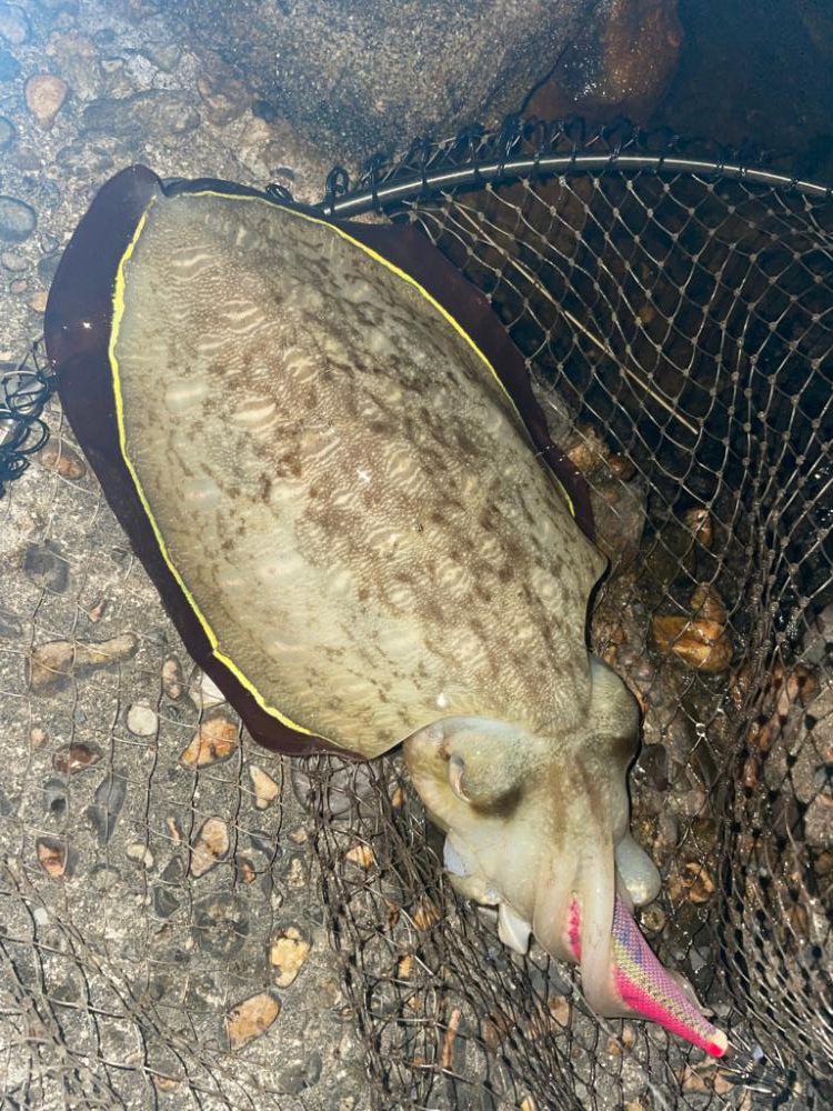 久しぶりの釣果